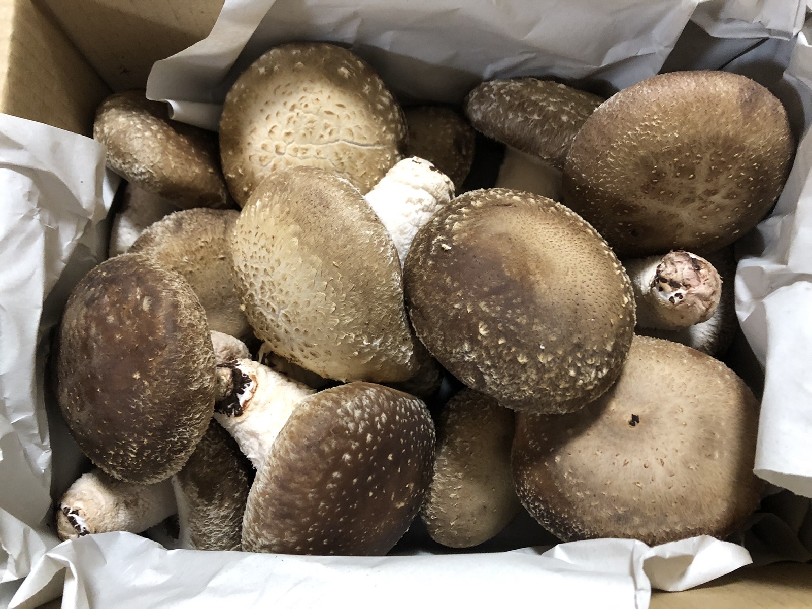 糸魚川市よりふるさと納税の返礼品で肉厚生しいたけをいただきました